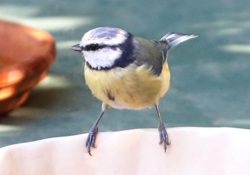 Blue-tit