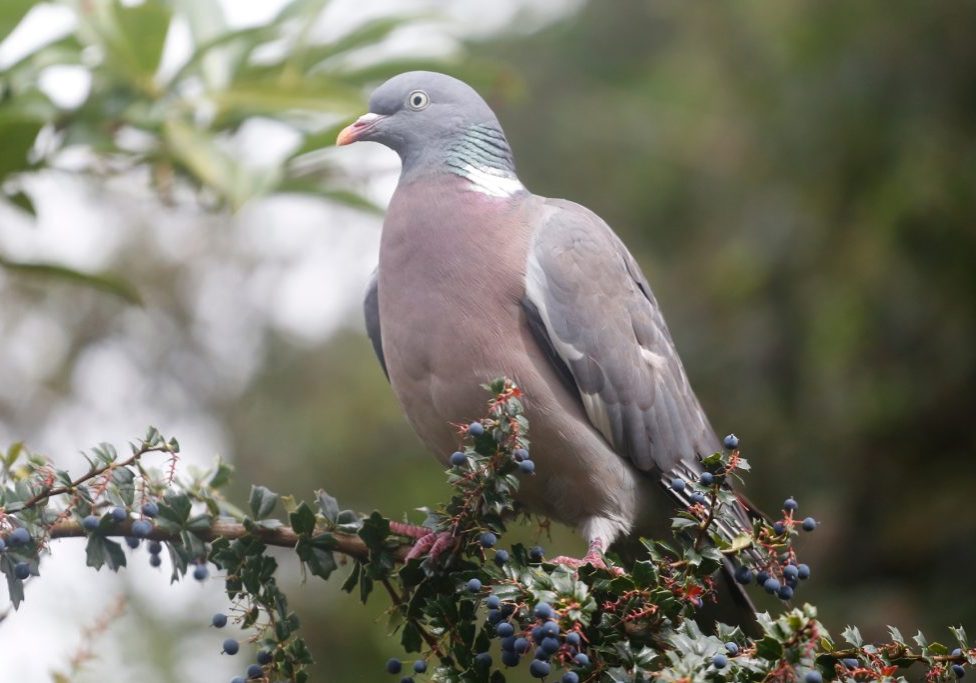 Wood-Pigeon