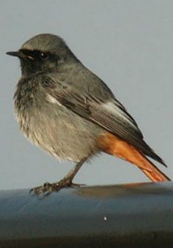 black redstart photo