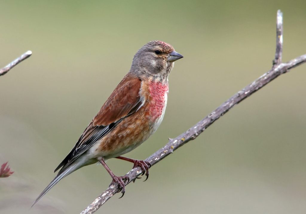 common linnet photo