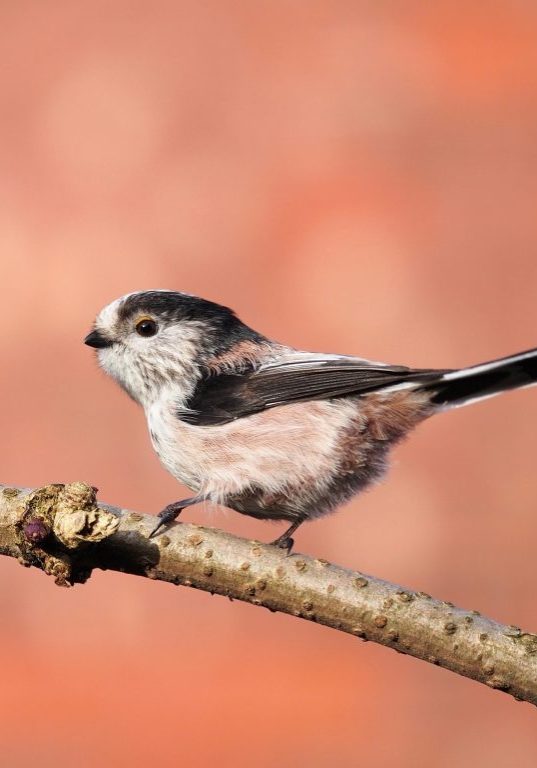 long tailed tit photo