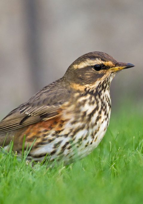 redwing photo